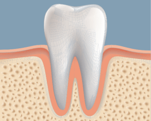 illustration of tooth in gums and bone