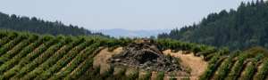 Image of vineyard